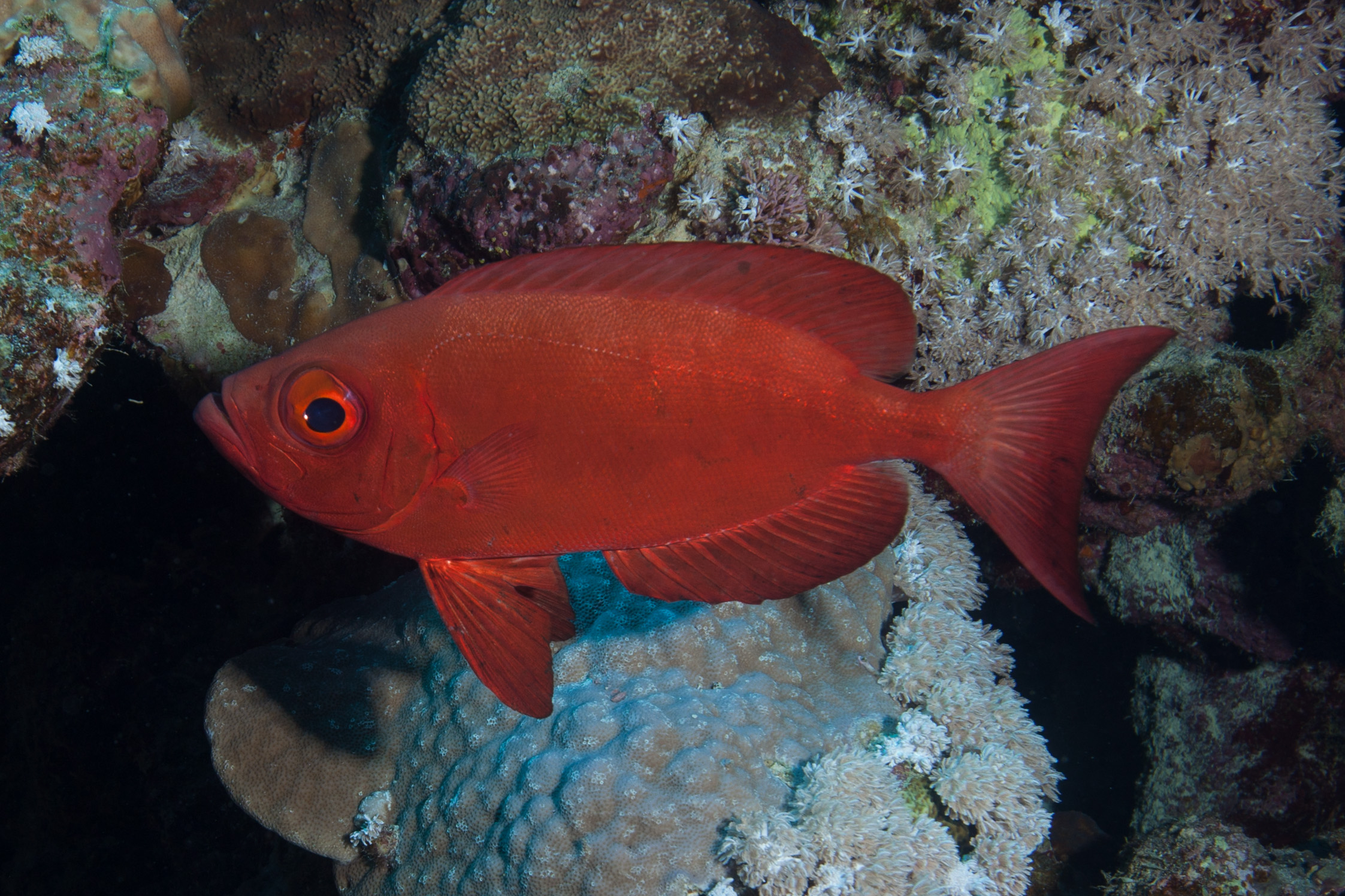 Simon’s personal page « The Fish Ecology Lab