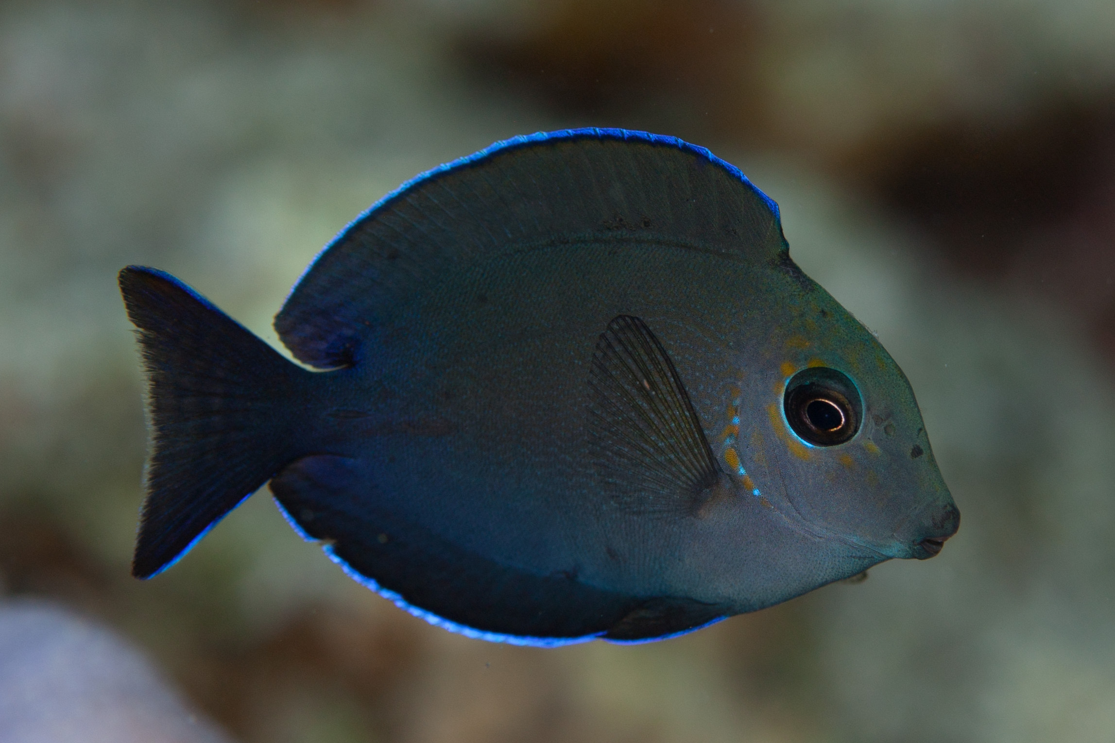 Filimon Fish Simon’s personal page « The Fish Ecology Lab