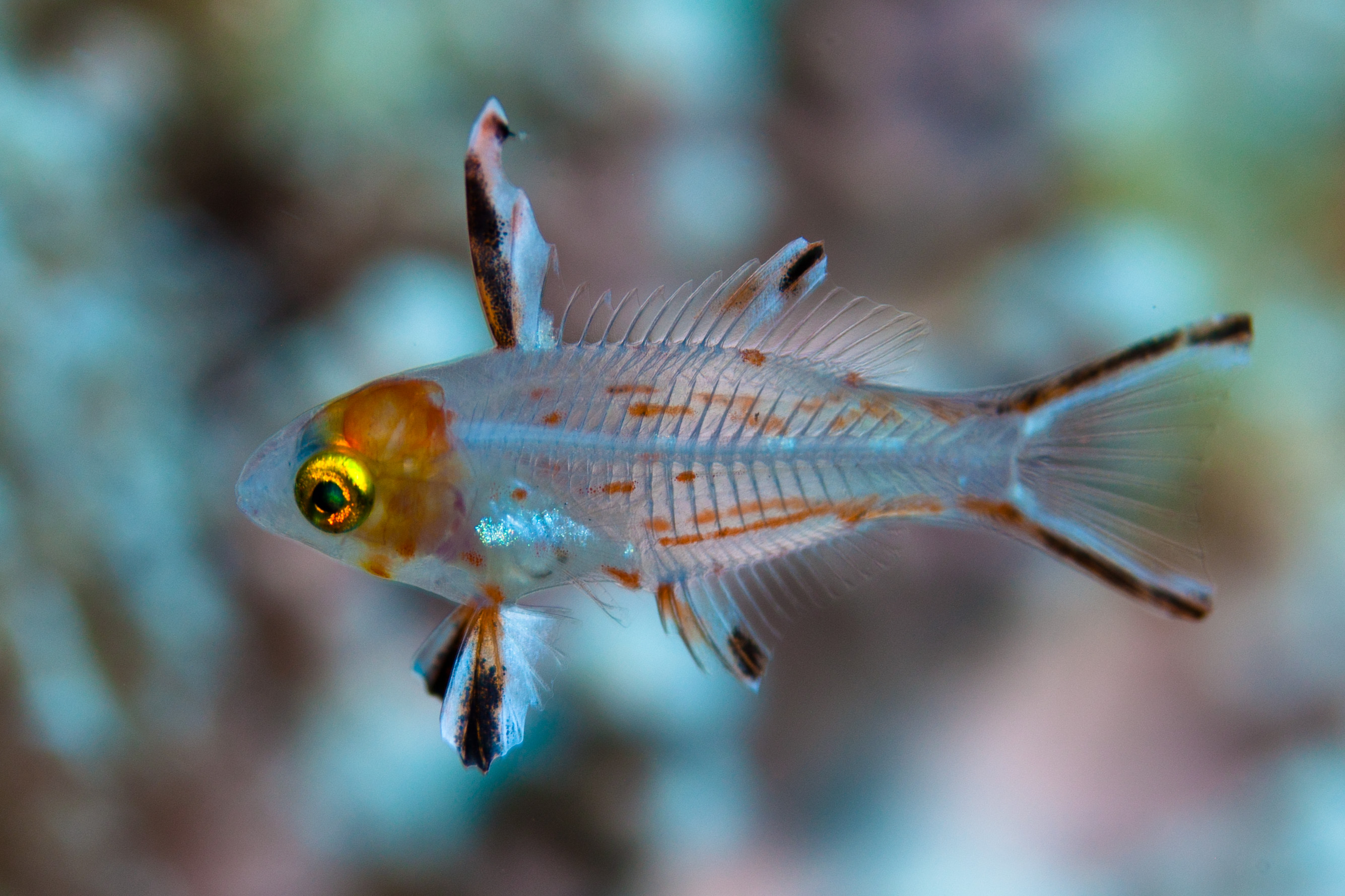 Simens Fish Simon’s personal page « The Fish Ecology Lab