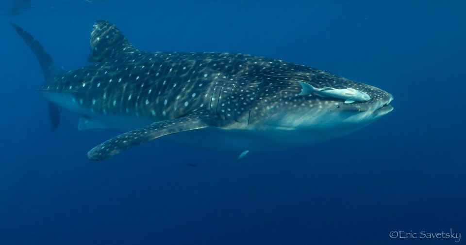 whale_shark_remora-1